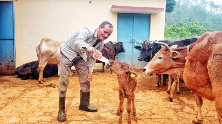 Badri cattle gets a biotech boost as OPU-IVF calf is born in Uttarakhand